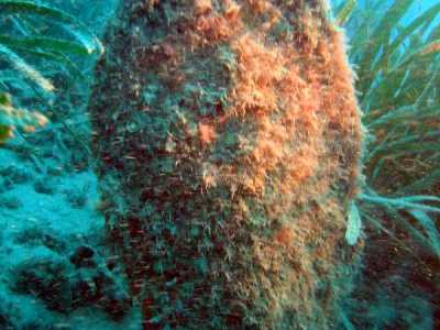 La penna nobilis sta rischiando seriamente l�estinzione: � stata dichiarata dall�Unione internazionale per la conservazione della natura una �Critically endagered species�, vale a dire una specie gravemente in pericolo 